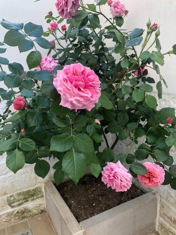 Nido Di Pietra-Dimora In Centro Bed & Breakfast Alberobello Eksteriør bilde